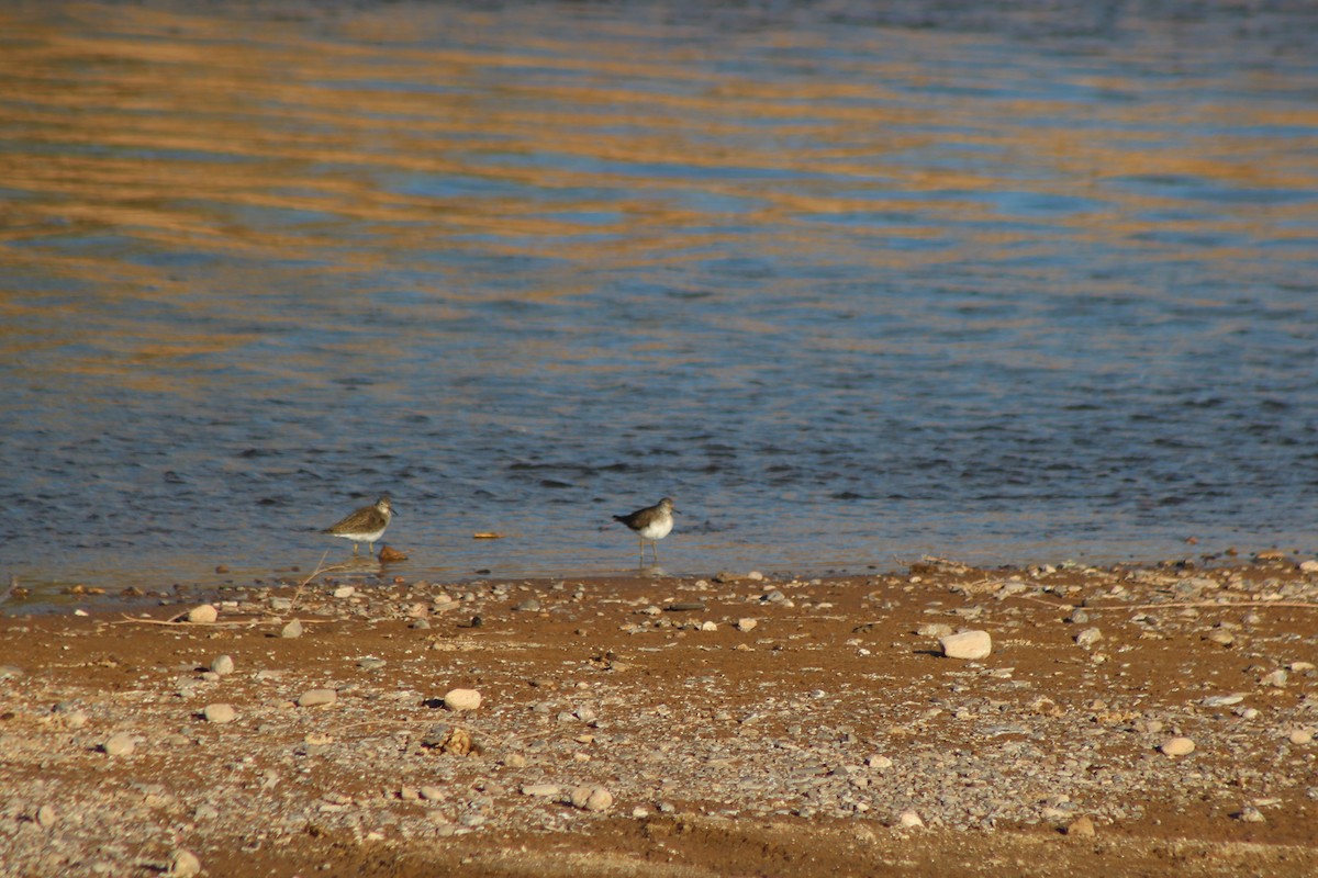 Solitary Sandpiper - David Lerwill