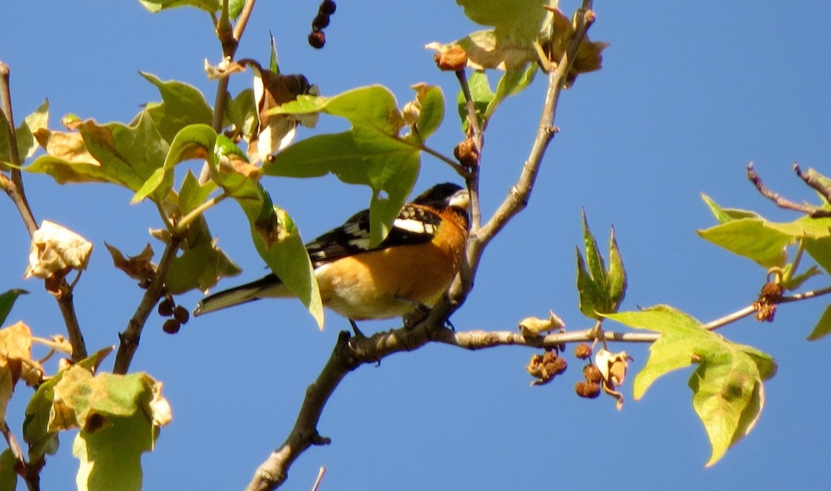 Black-headed Grosbeak - ML95808851