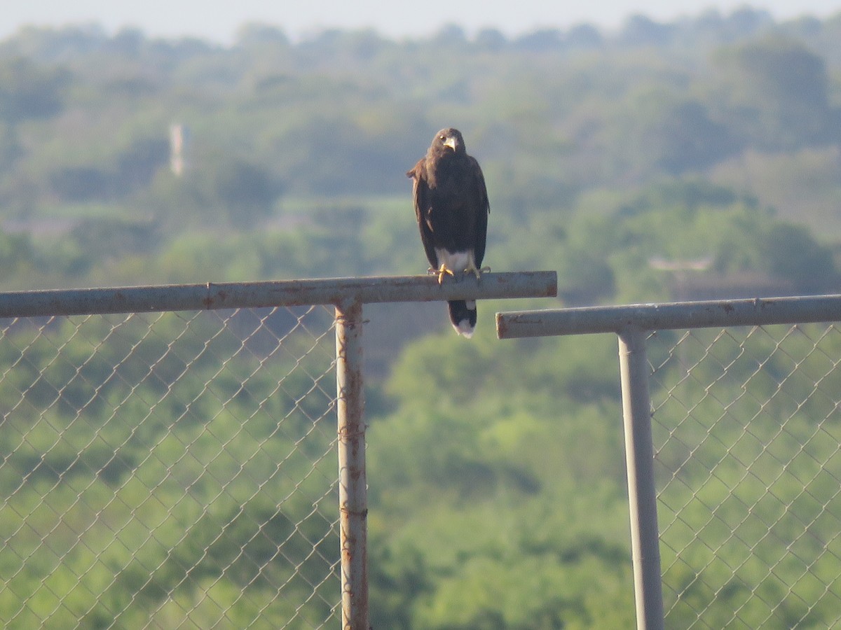 Harris's Hawk - ML95809321