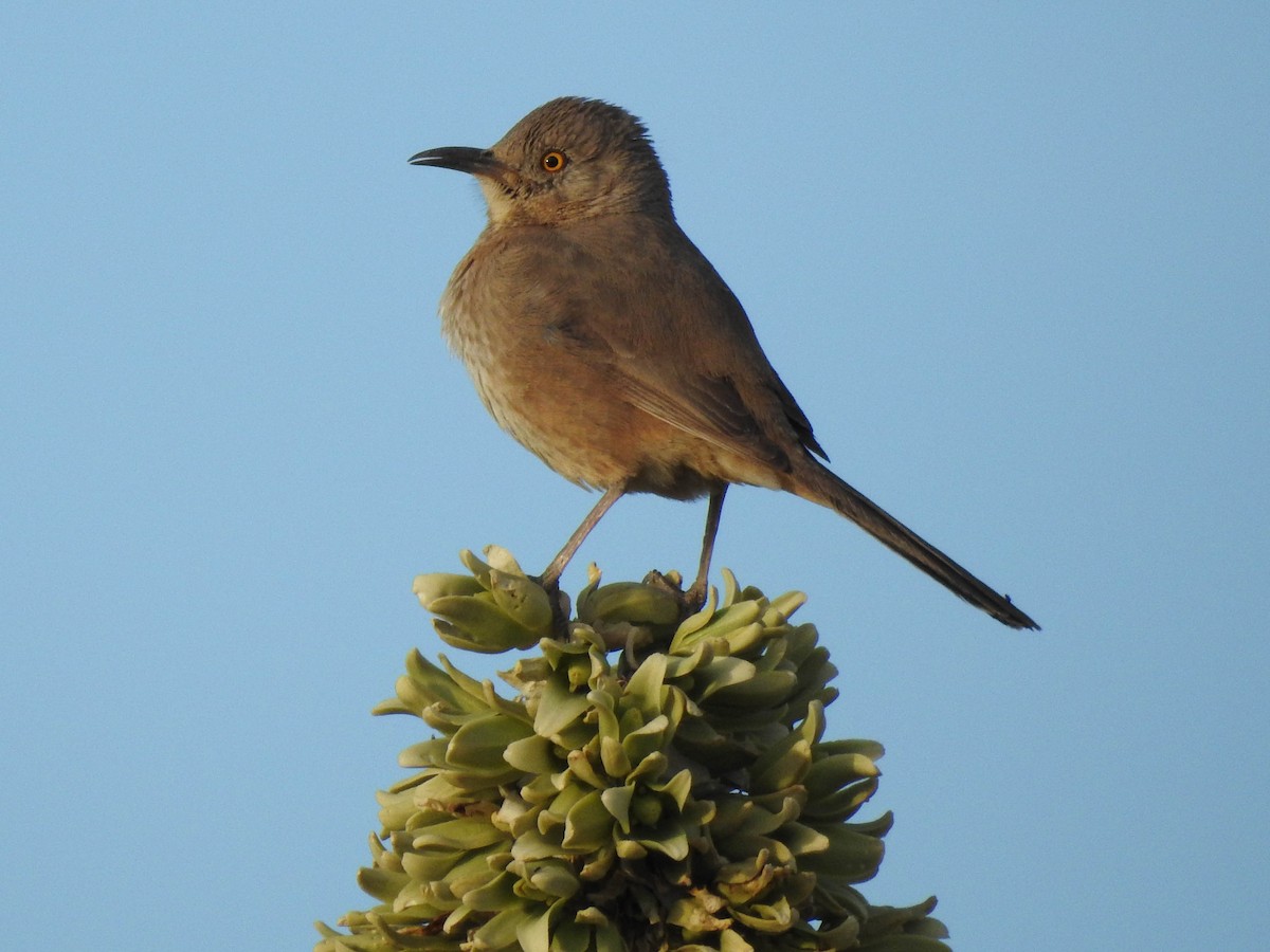 Bendire's Thrasher - ML95810291