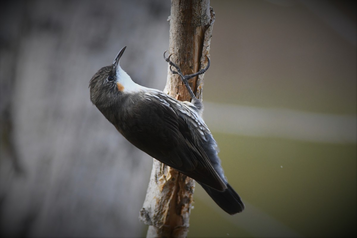 White-throated Treecreeper - John Francis