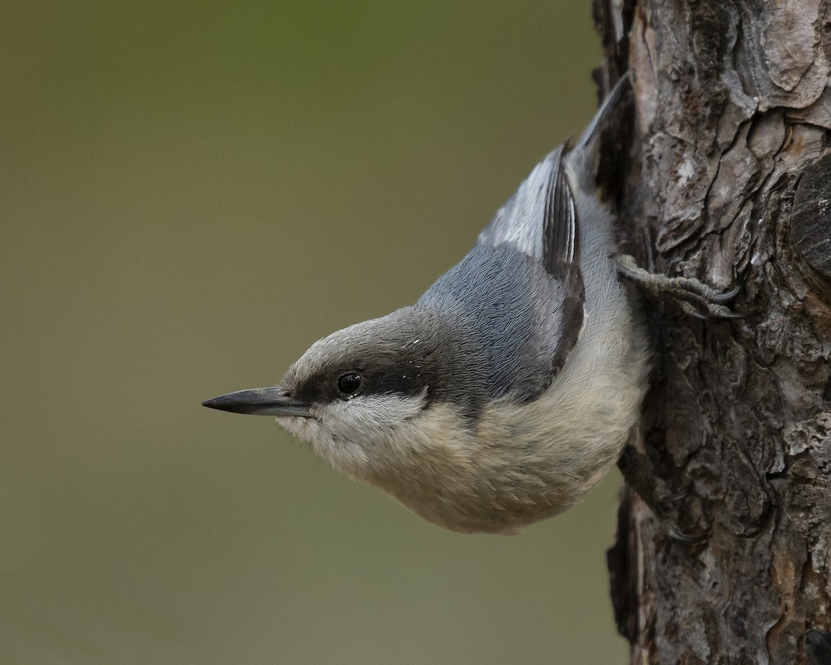 Pygmy Nuthatch - Ian Routley