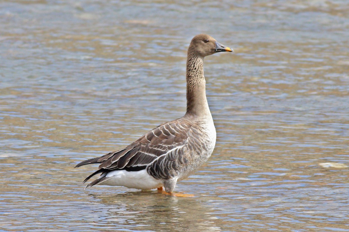Taiga Bean-Goose - 白尾 海雕