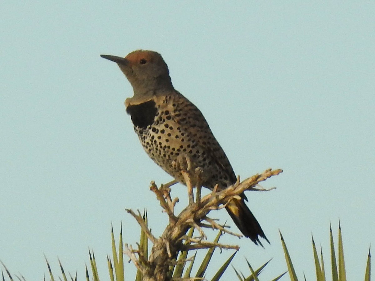 Gilded Flicker - ML95814571