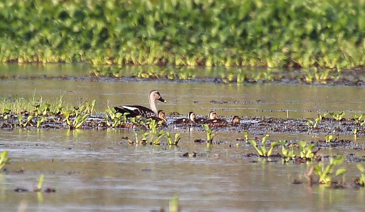 Indian Spot-billed Duck - Surendhar Boobalan