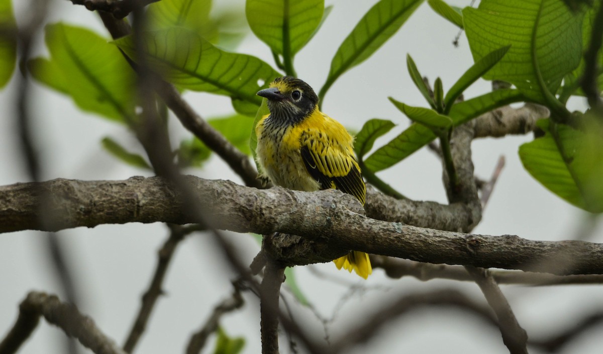 Black-hooded Oriole - ML95814981