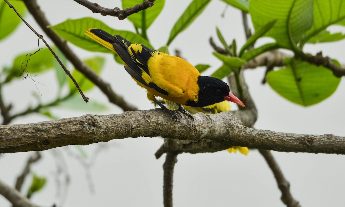 Black-hooded Oriole - ML95814991