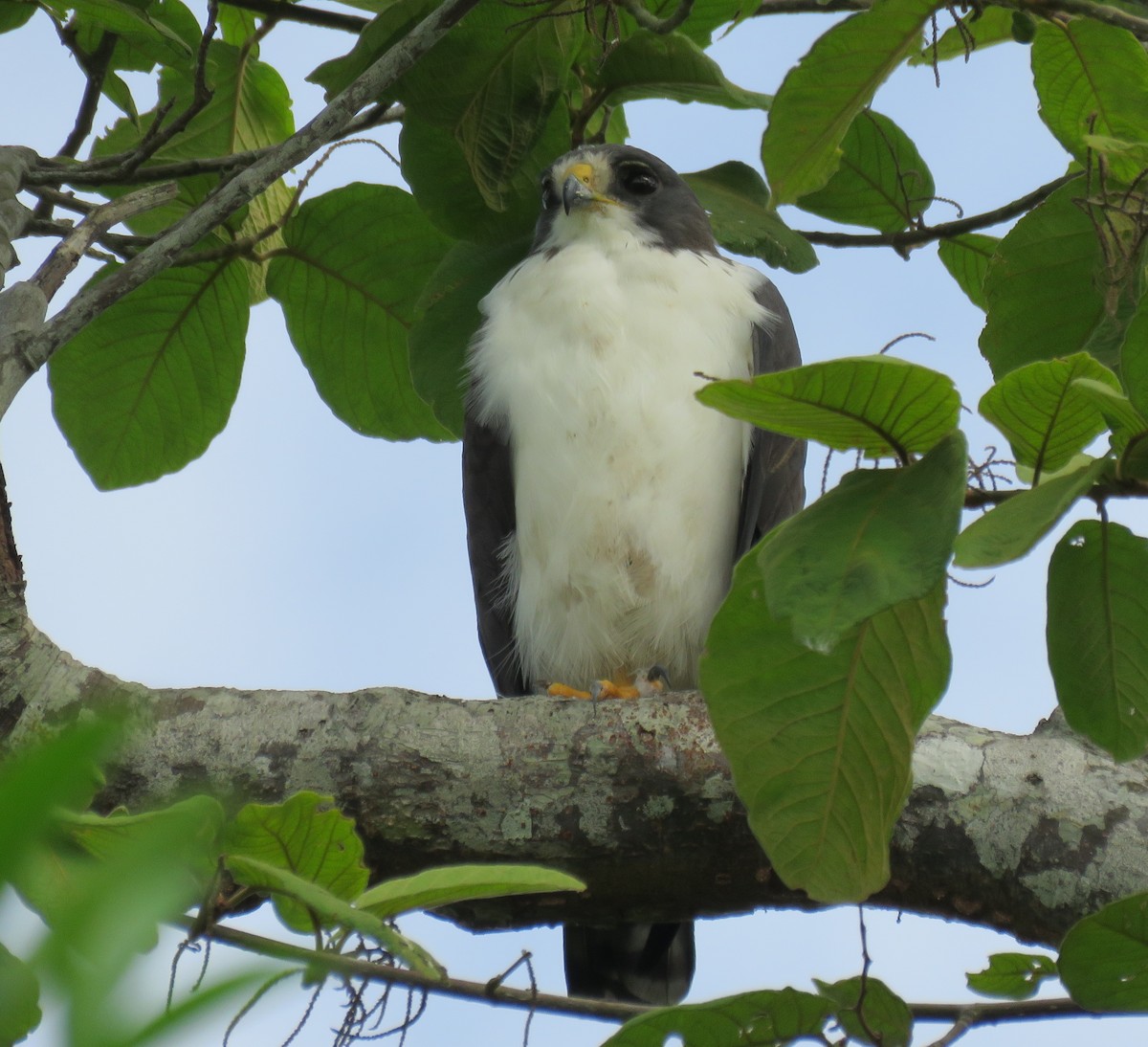 Short-tailed Hawk - Alexander  Torres