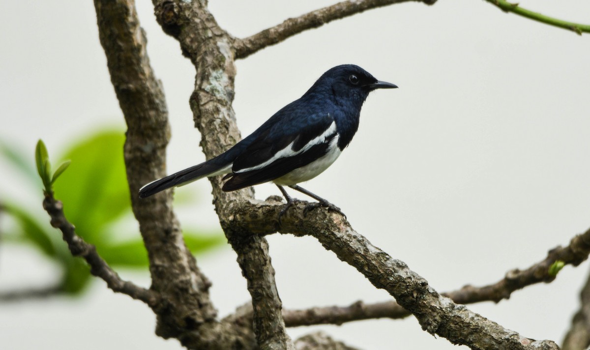 Oriental Magpie-Robin - ML95815191