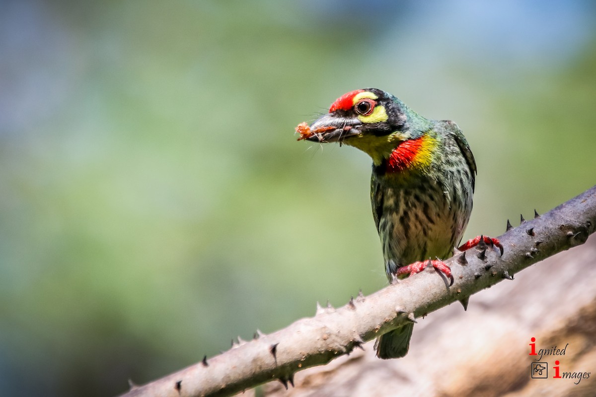 Coppersmith Barbet - ML95815991