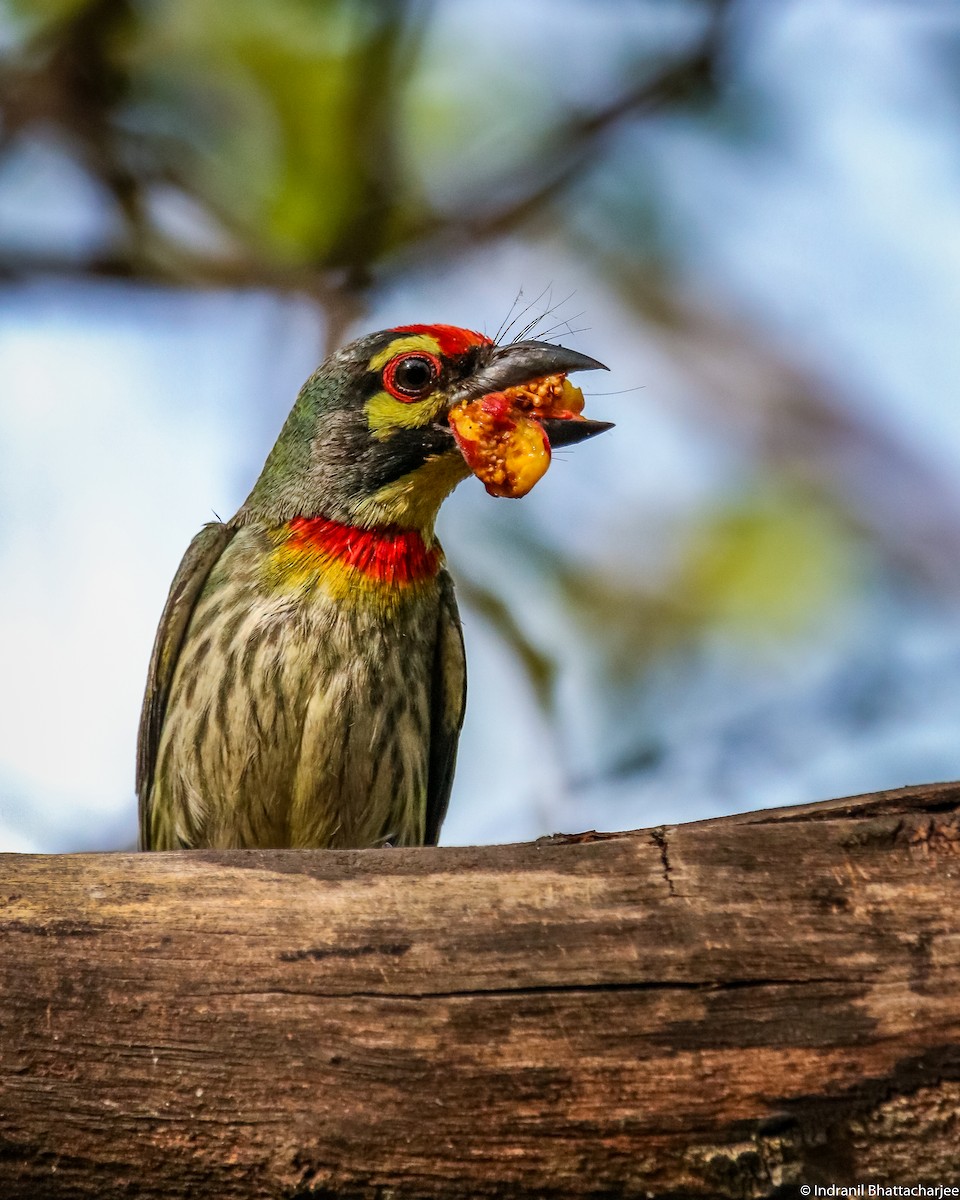 barbet zvučnohlasý - ML95816201