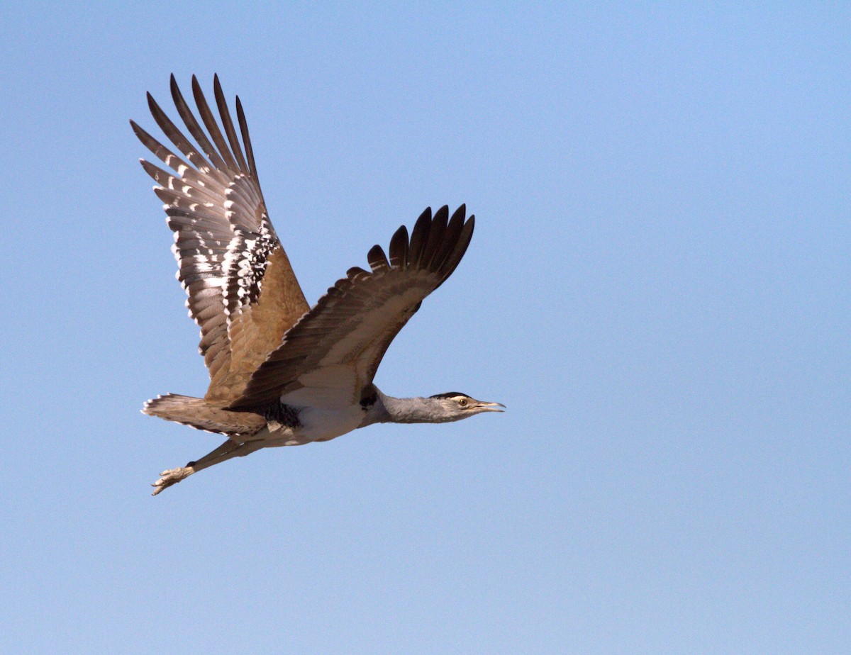 Australian Bustard - ML95816231