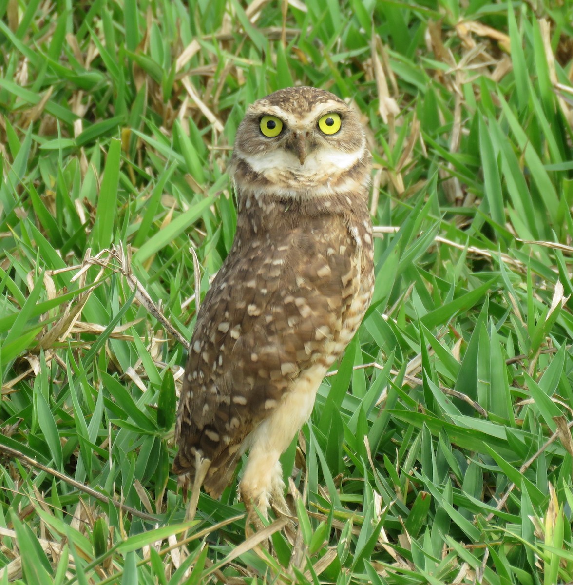 Burrowing Owl - ML95816531