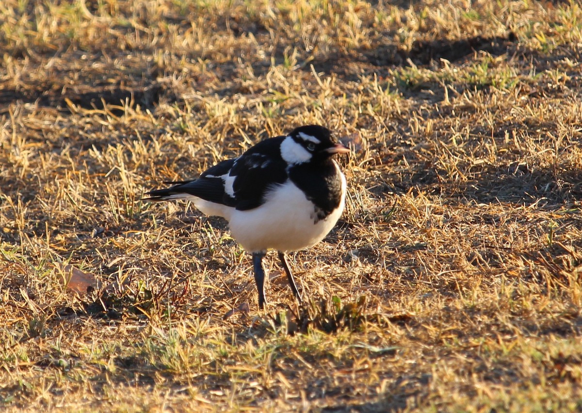 Magpie-lark - ML95817121