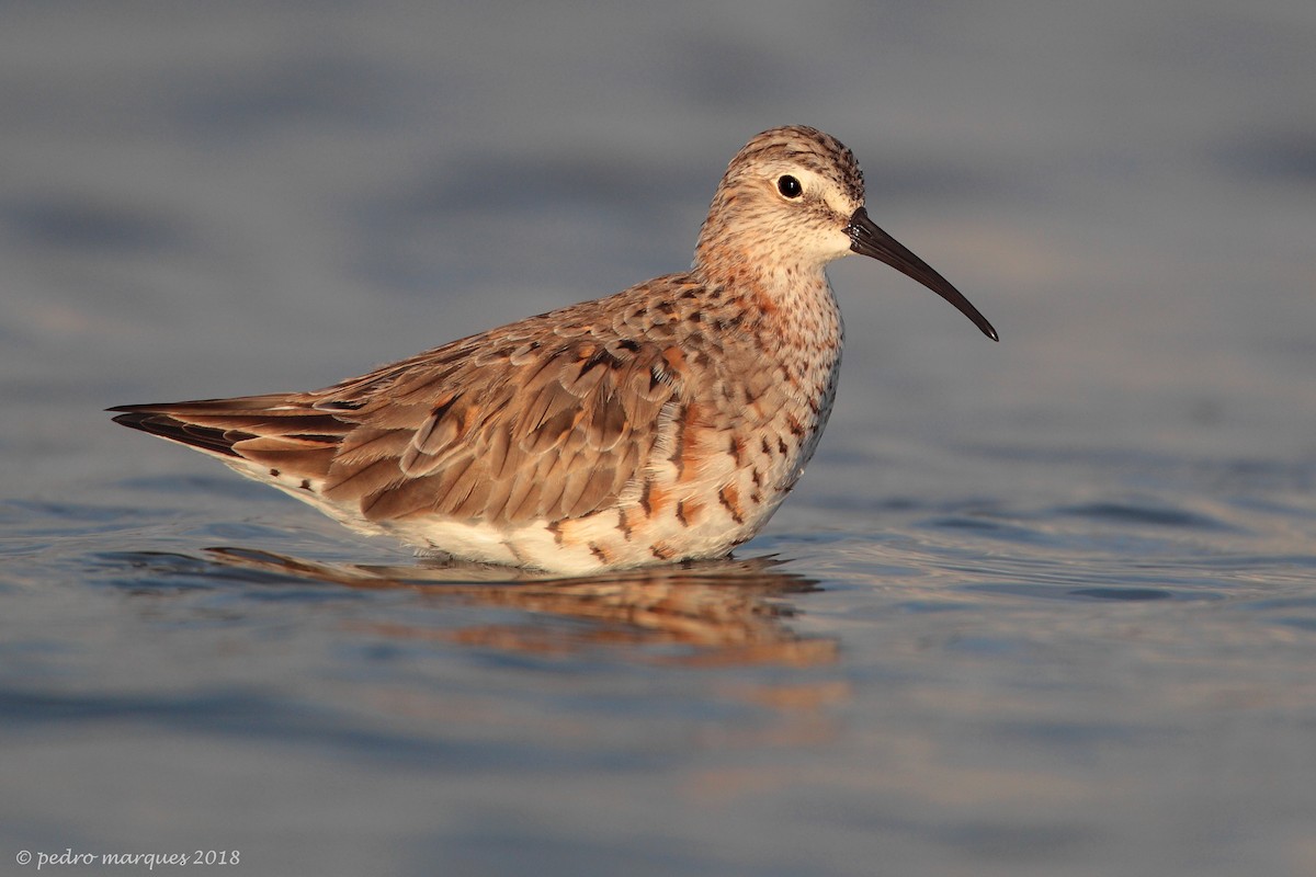 Curlew Sandpiper - Pedro Marques