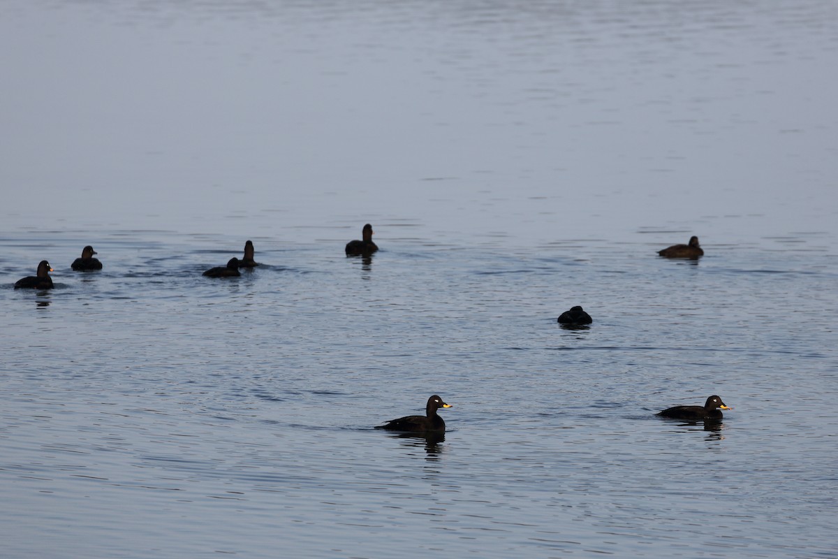 Velvet Scoter - ML95819831