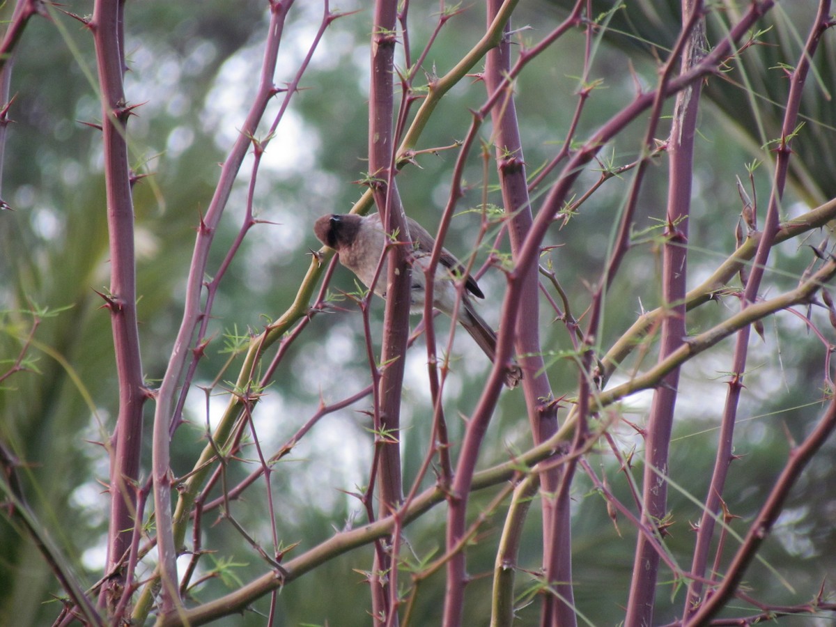 Bulbul Naranjero - ML95820161