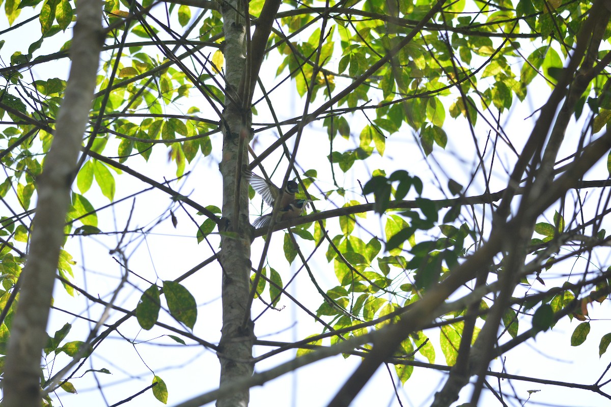 Black-and-yellow Broadbill - ML95821501