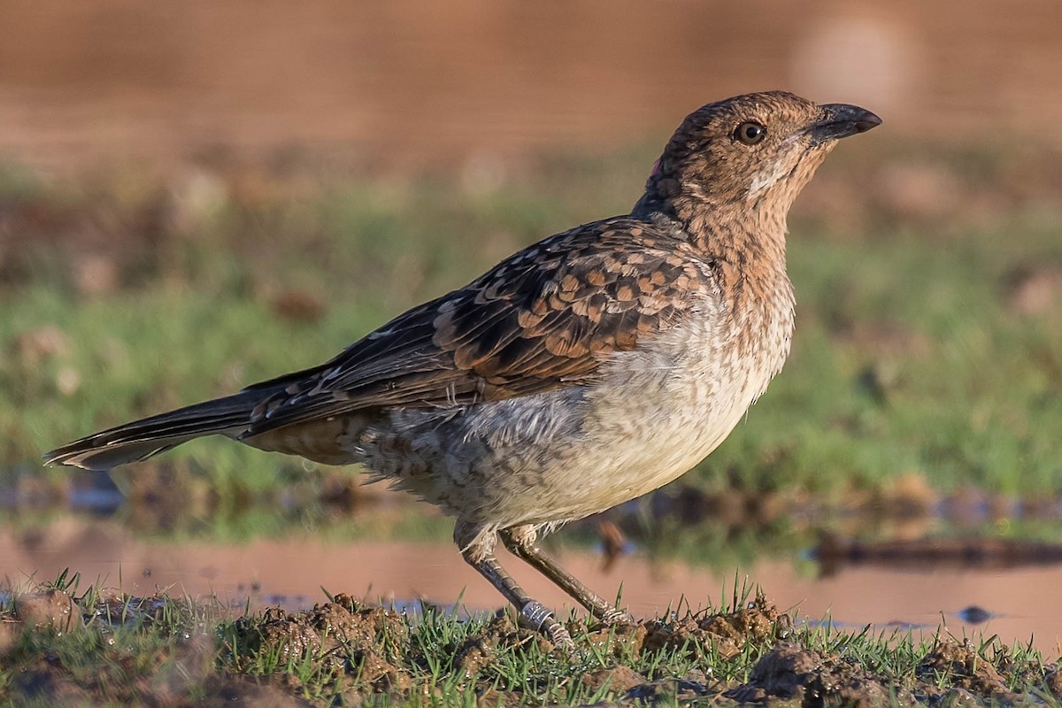 Spotted Bowerbird - Terence Alexander