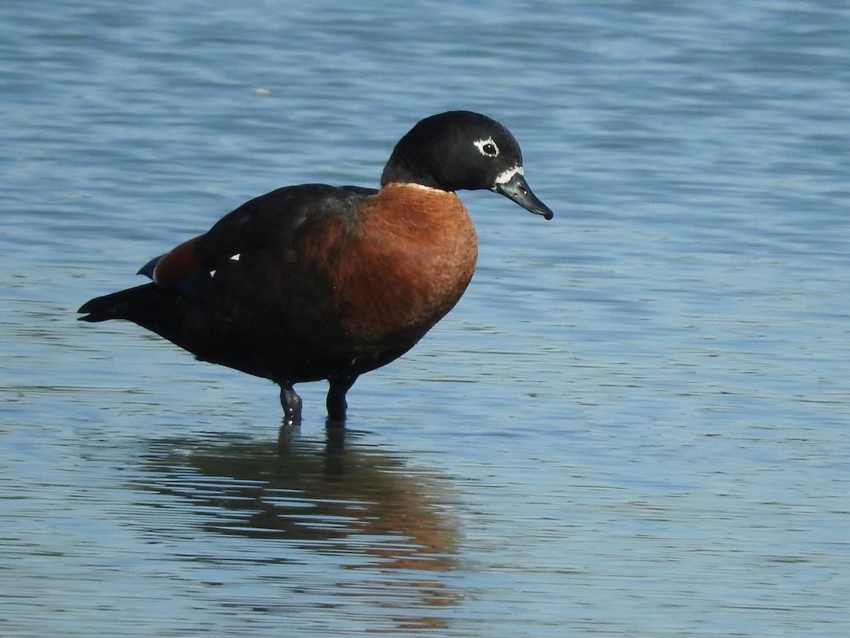 Tadorne d'Australie - ML95823401