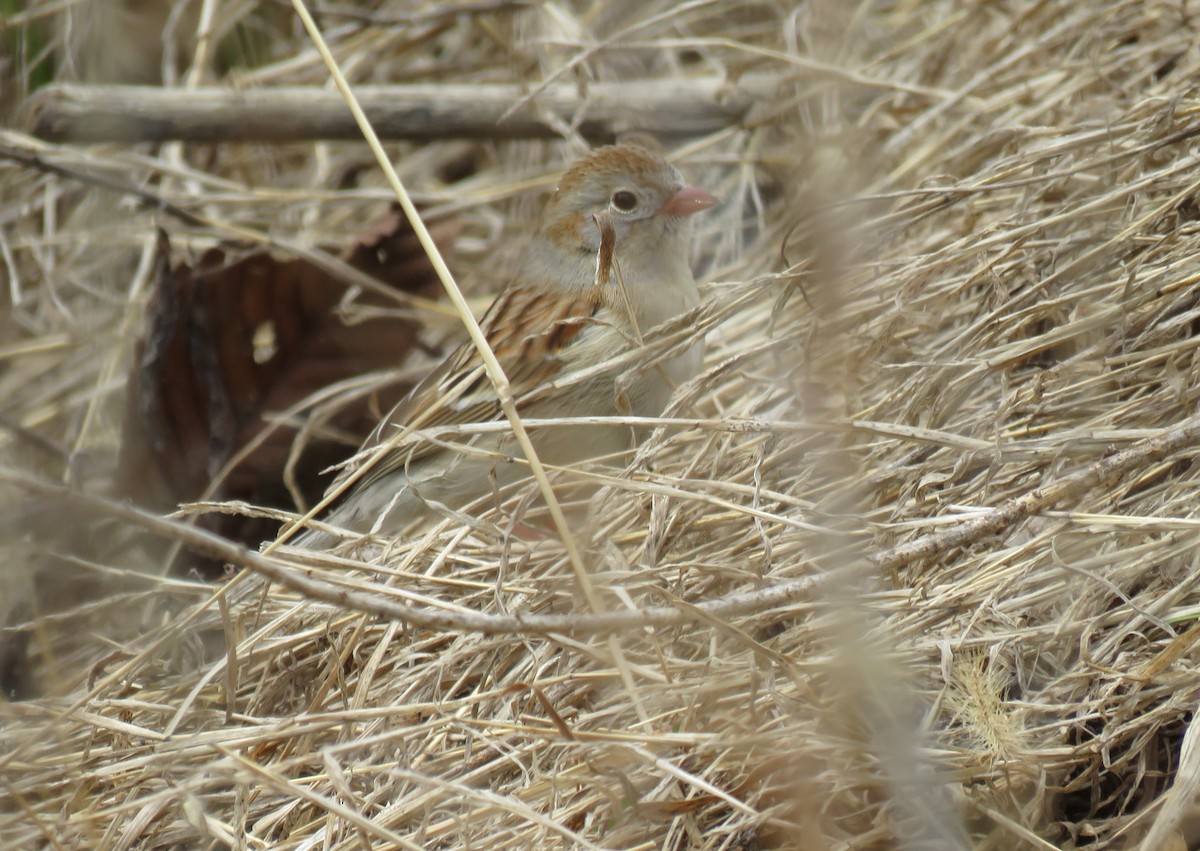 Field Sparrow - ML95823471