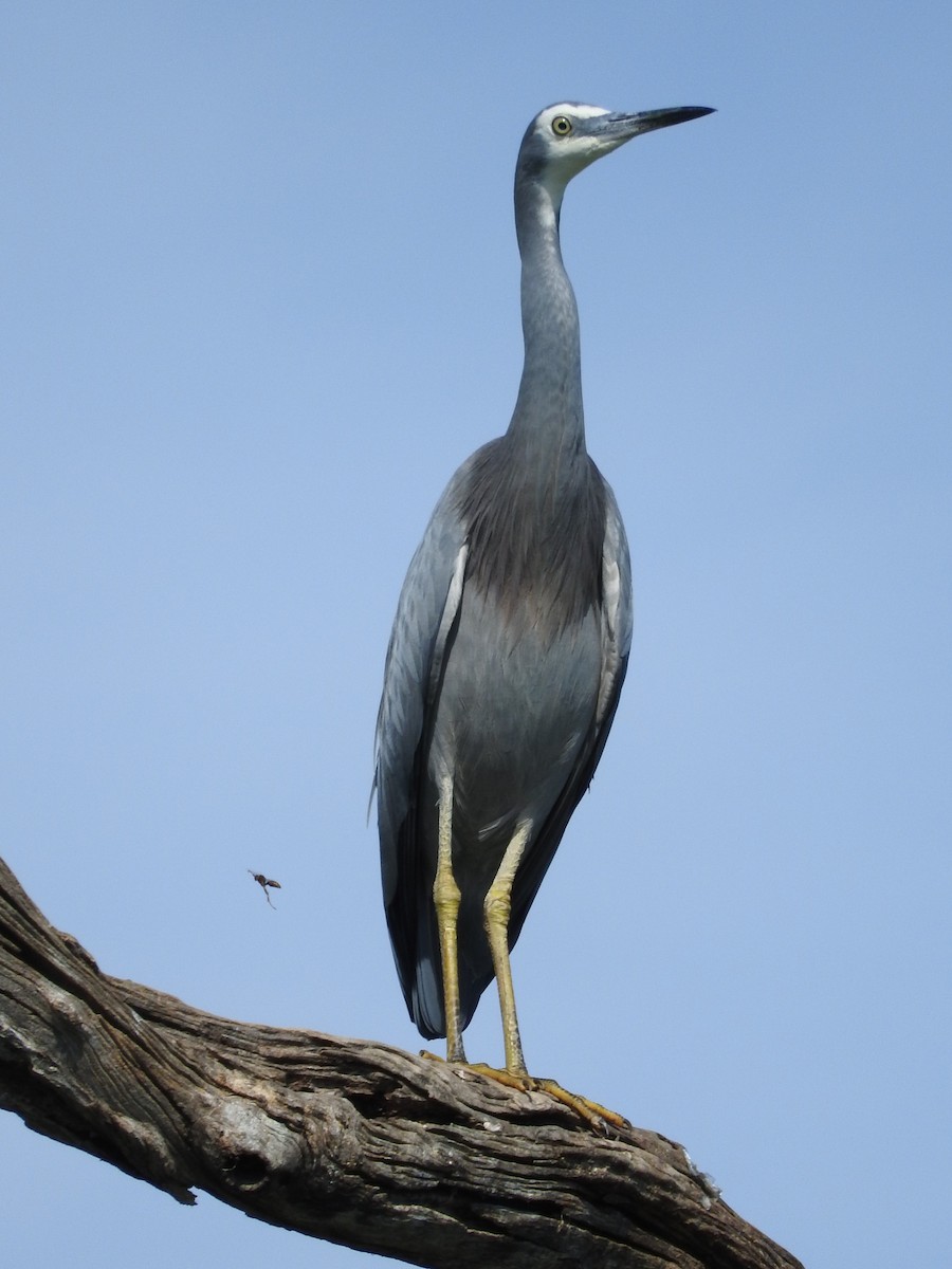 White-faced Heron - ML95823601