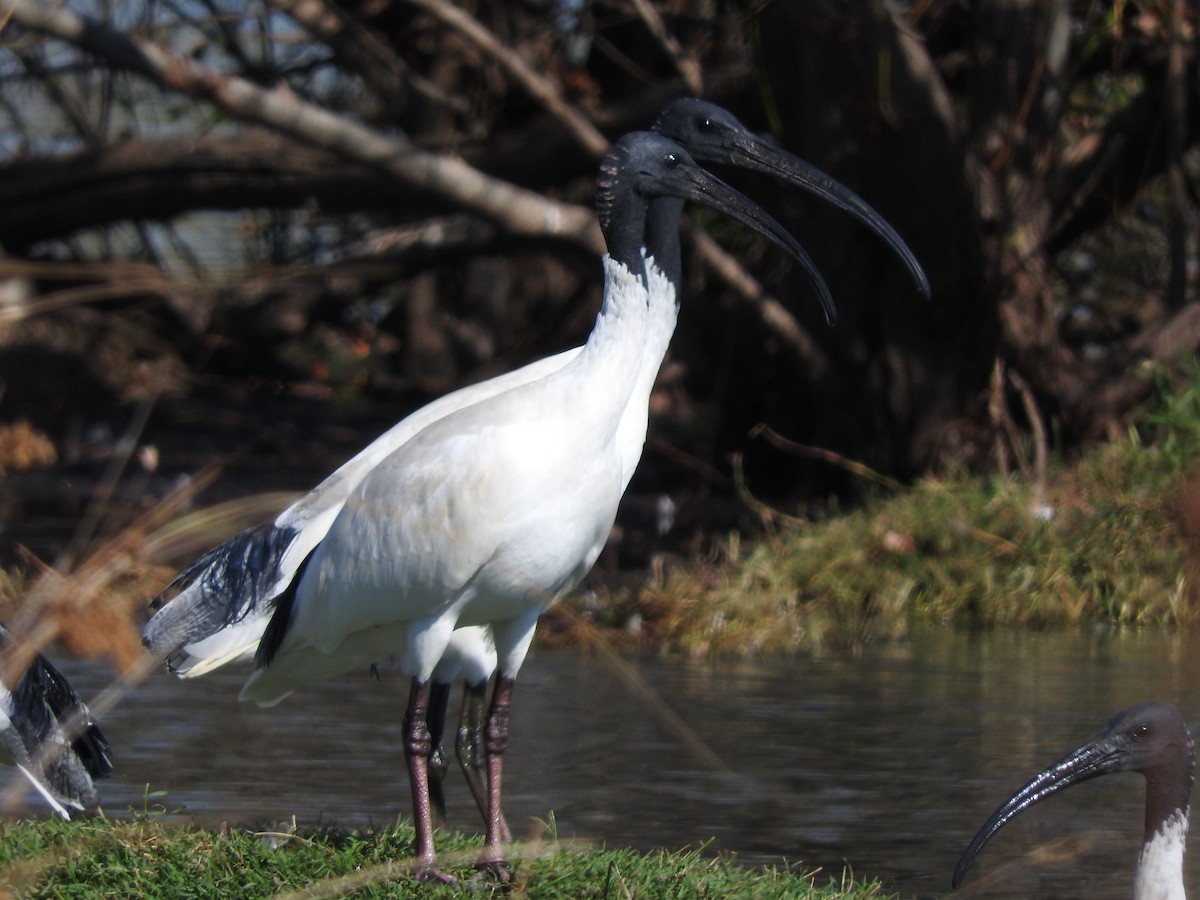 Australian Ibis - Heather King