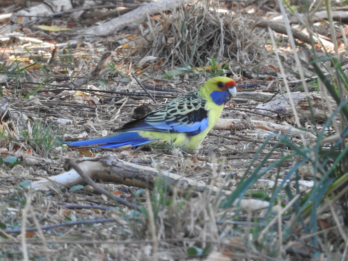 Crimson Rosella - ML95824411