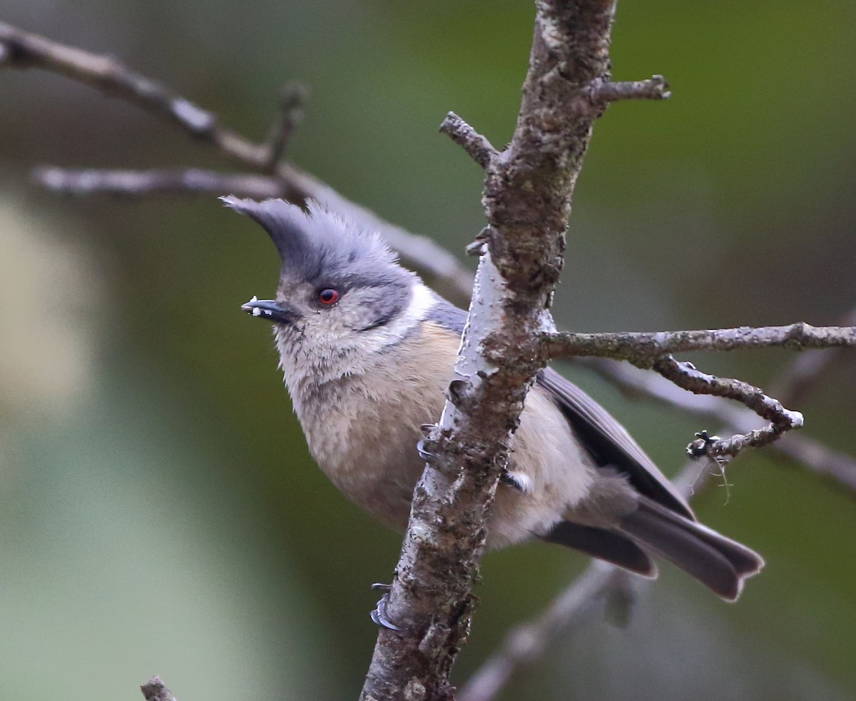 Gray-crested Tit - ML95825651