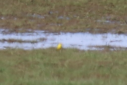 Western Yellow Wagtail - ML95826041