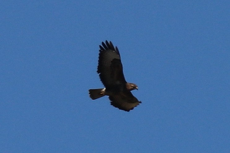 Common Buzzard - ML95826331