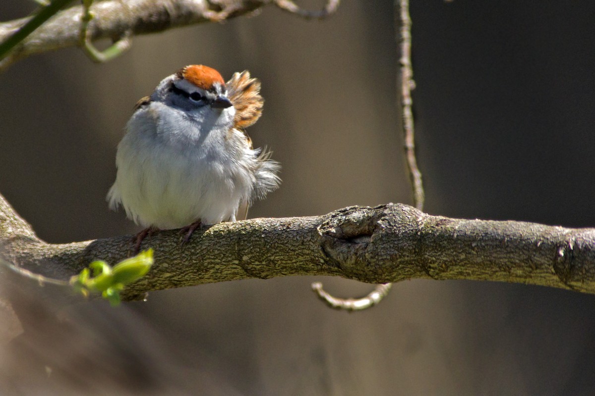 Chipping Sparrow - ML95827671