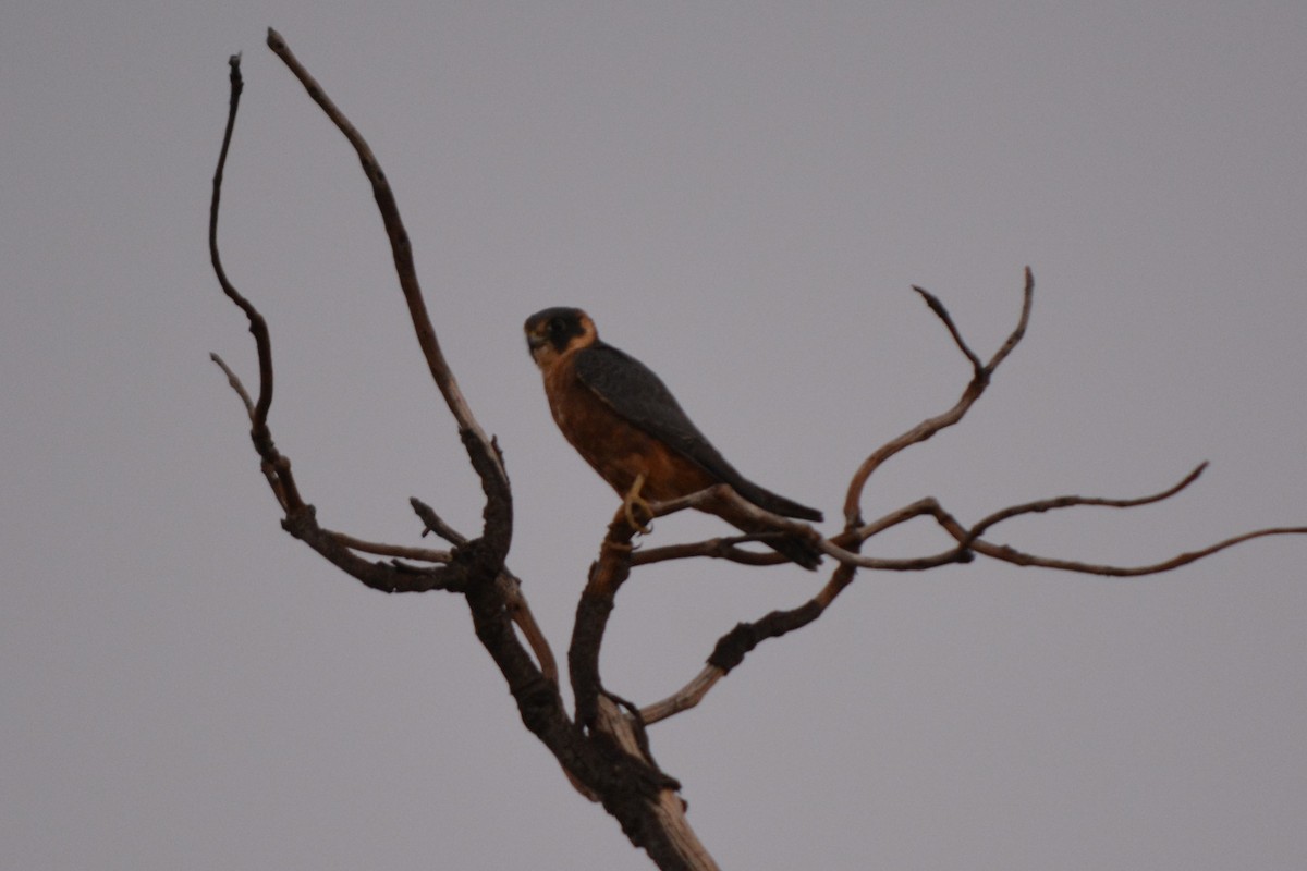 Australian Hobby - ML95828351