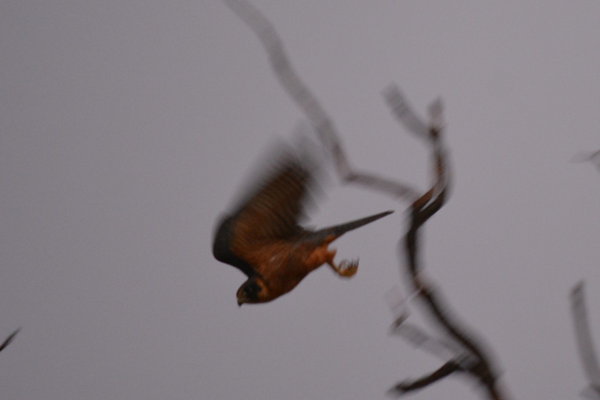 Australian Hobby - ML95828381