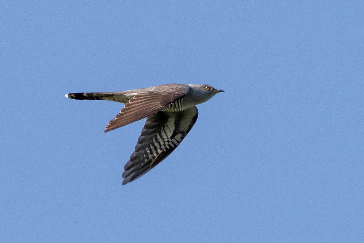 Common Cuckoo - ML95829031