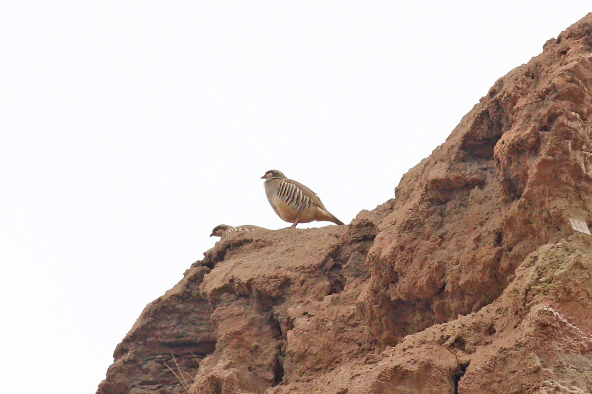 Przevalski's Partridge - ML95833421