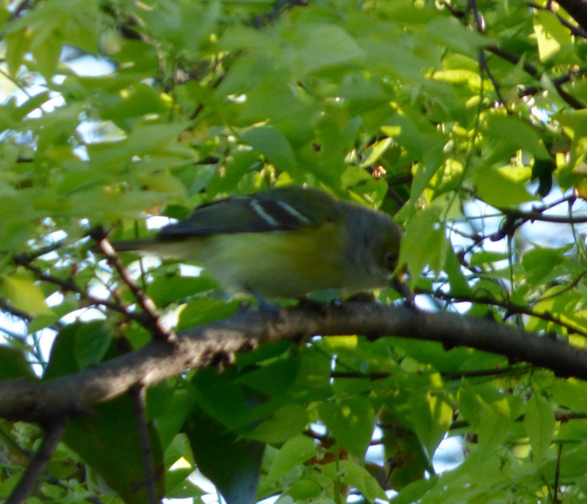 White-eyed Vireo - ML95834571