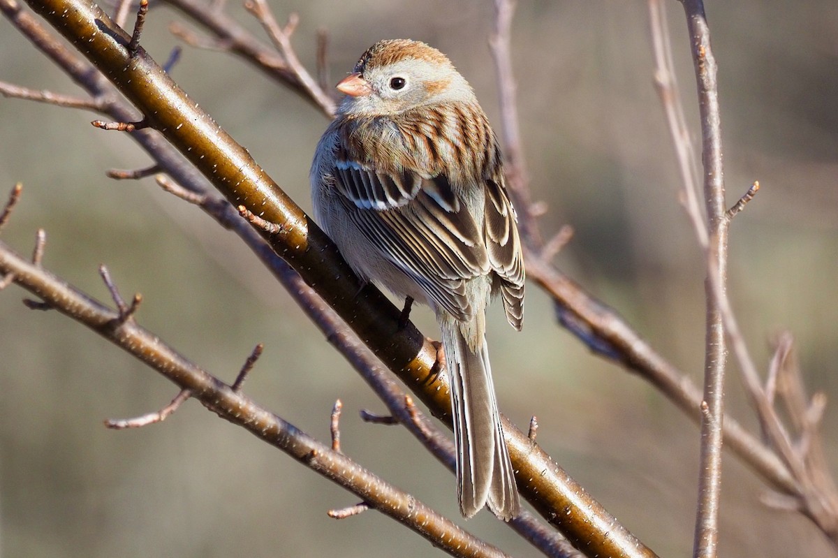 Field Sparrow - ML95836821