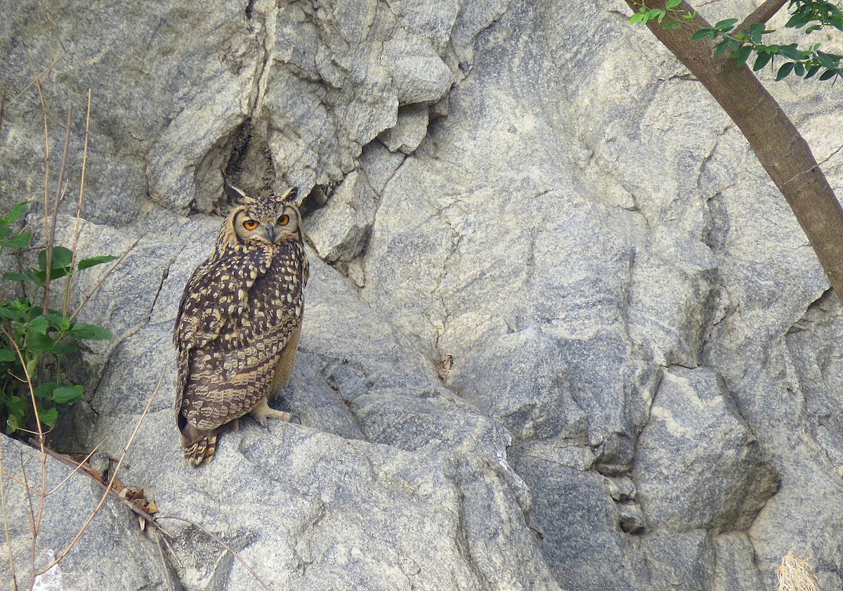 Rock Eagle-Owl - Deepa Mohan