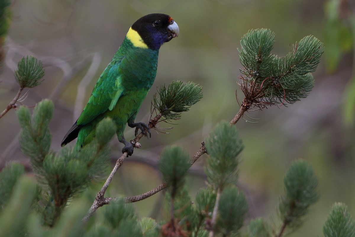 Australian Ringneck - ML95838221