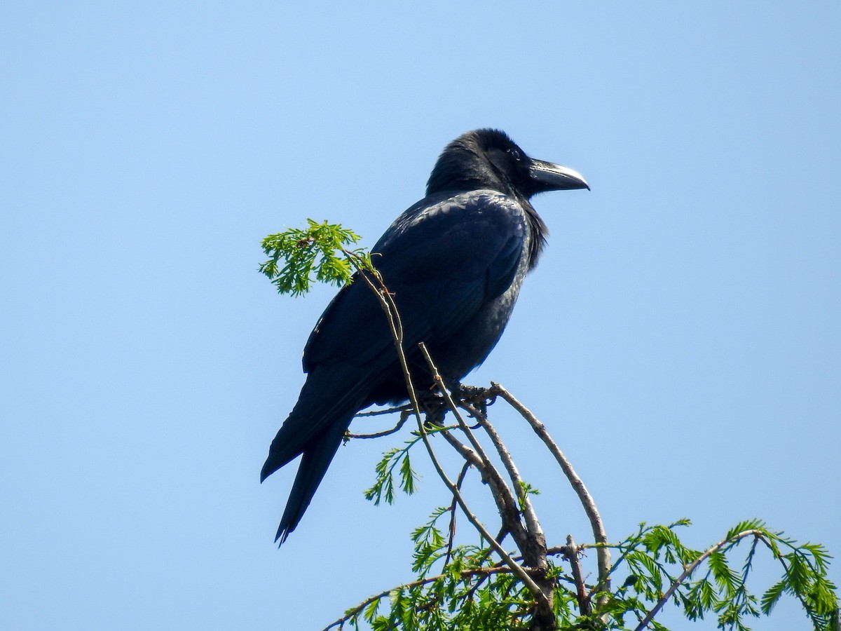 Large-billed Crow - ML95838431