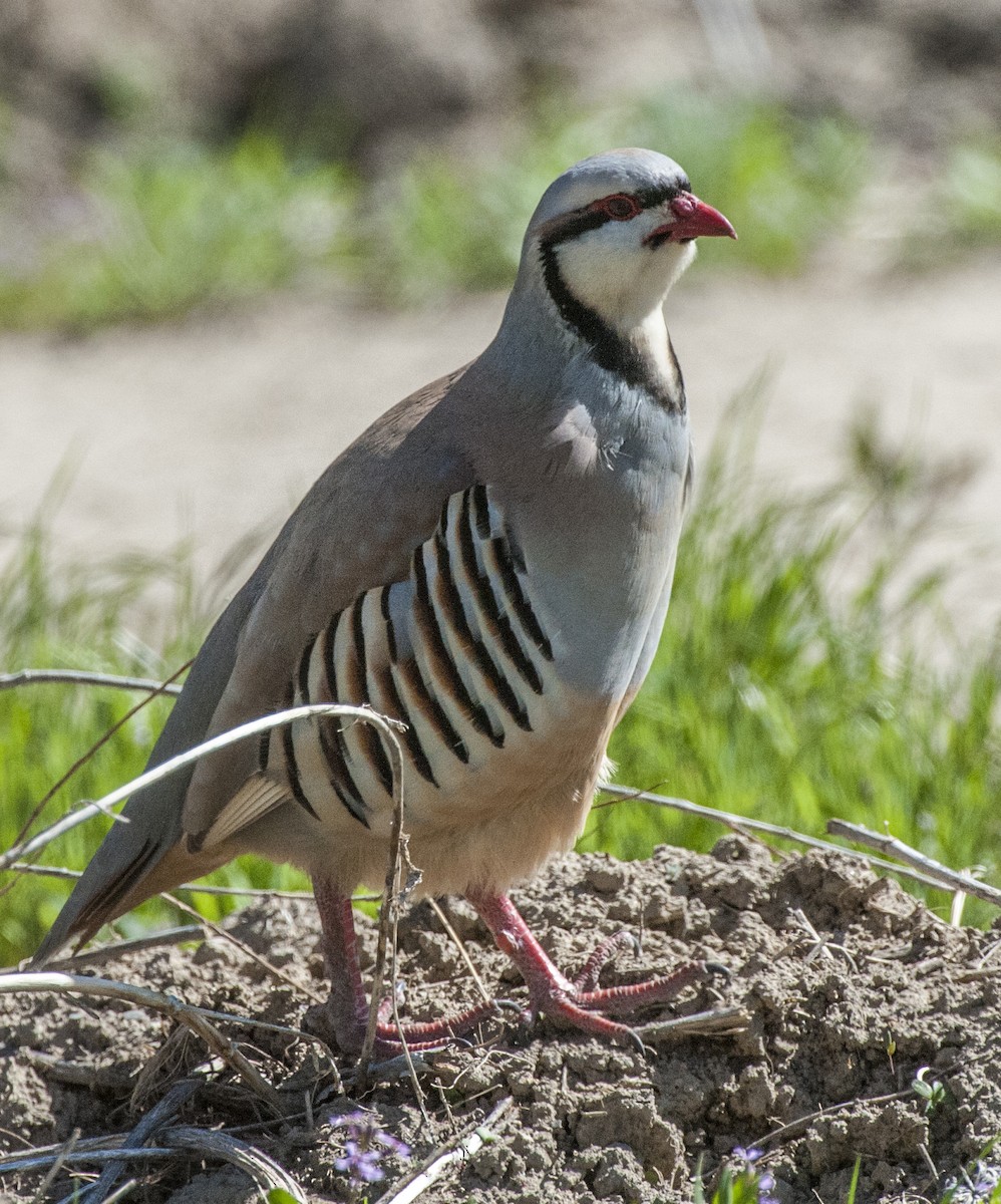 Chukar - Cliff Peterson