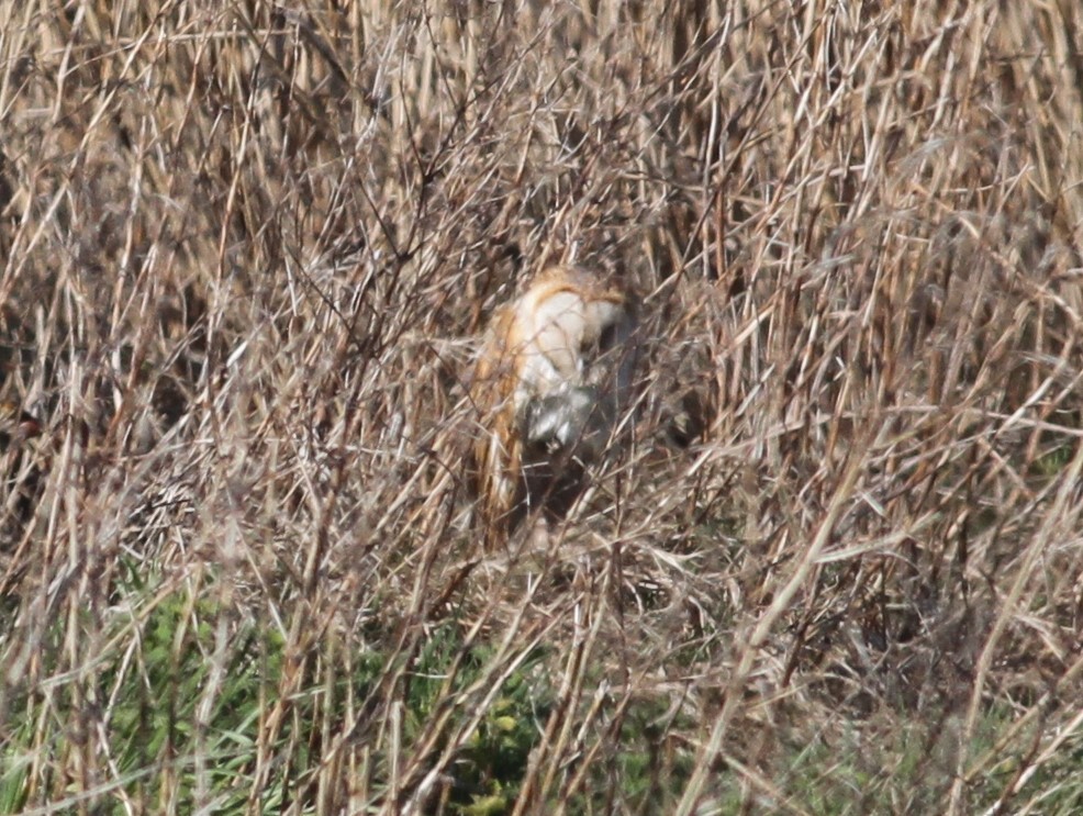 Barn Owl - ML95839611