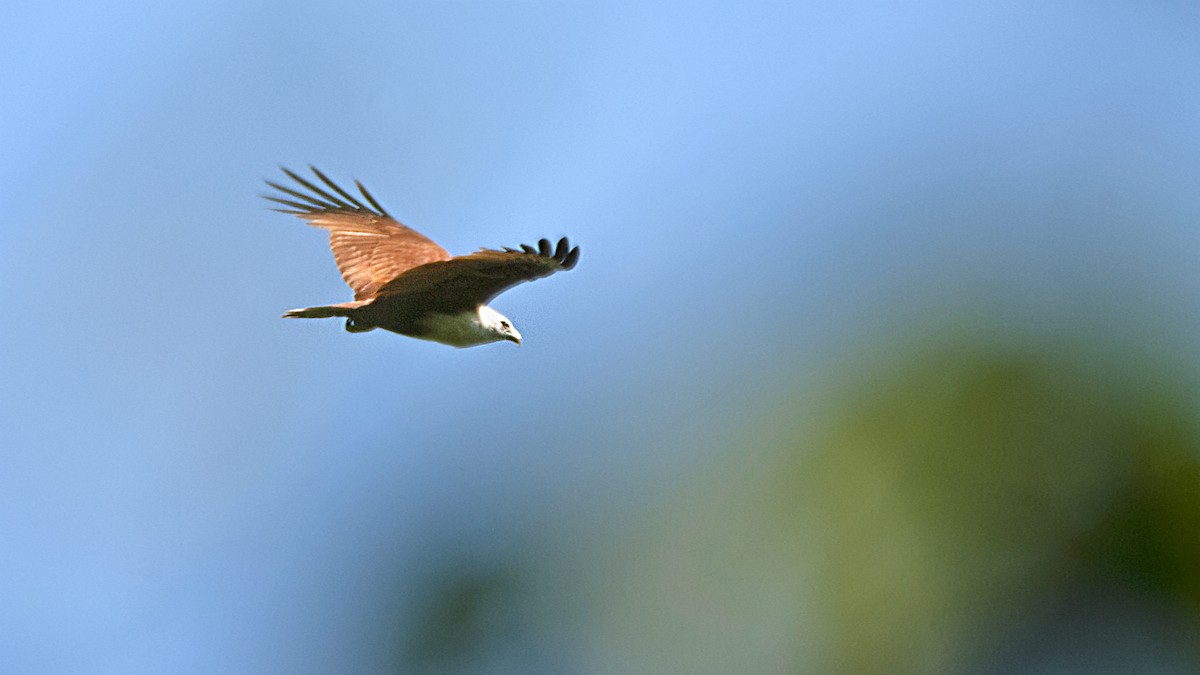 Brahminy Kite - ML95840291