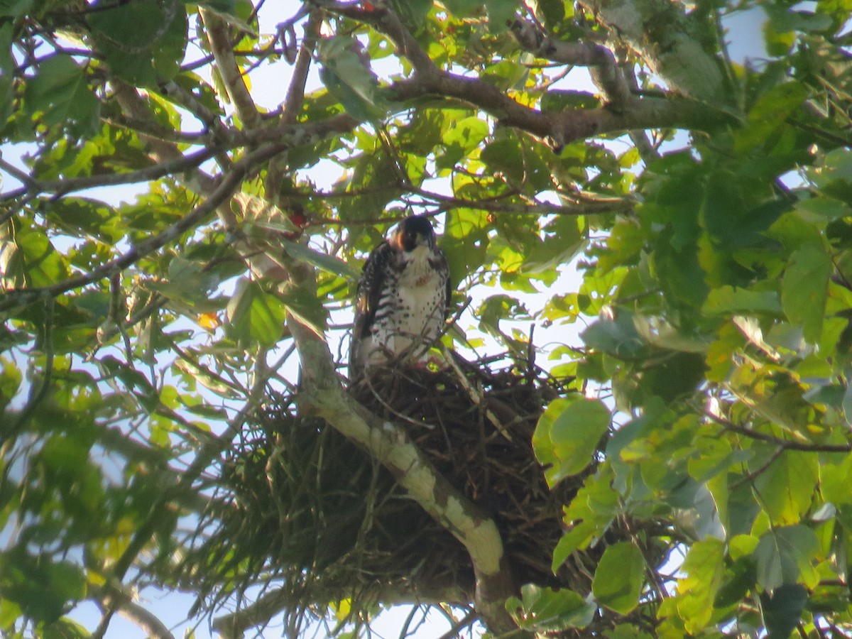 Gray-bellied Hawk - ML95840511