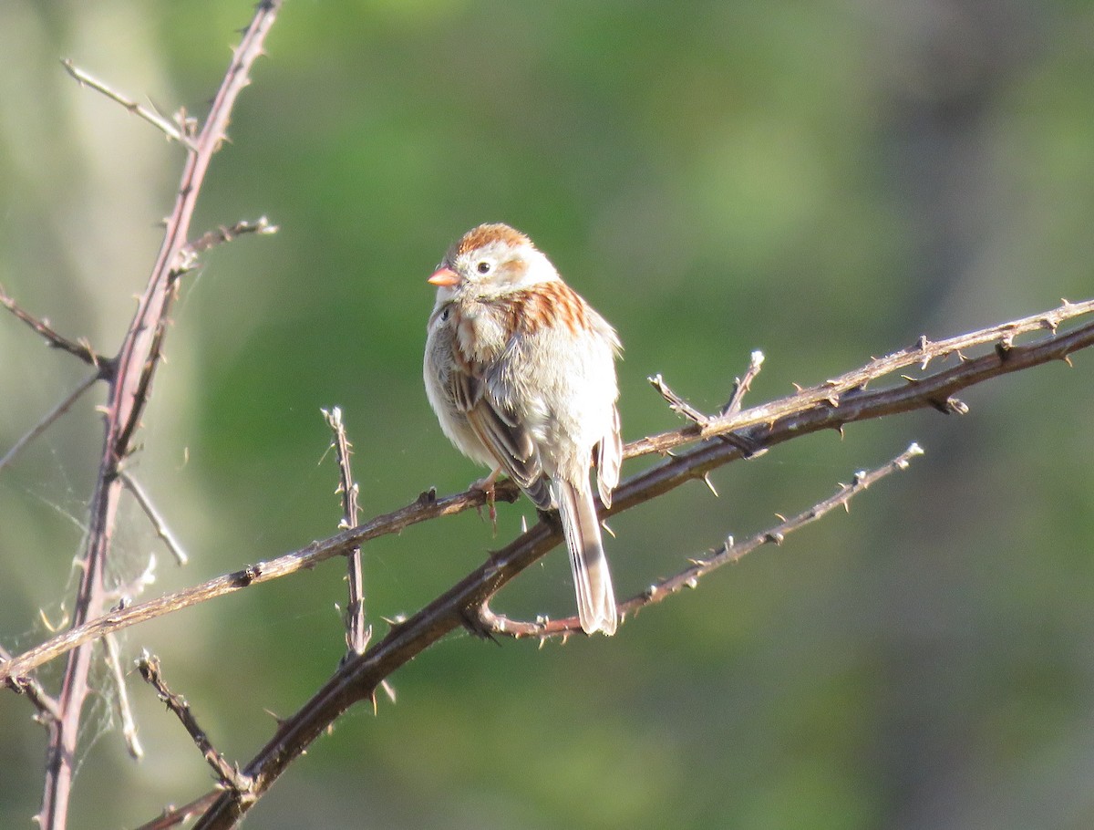 Field Sparrow - ML95841691