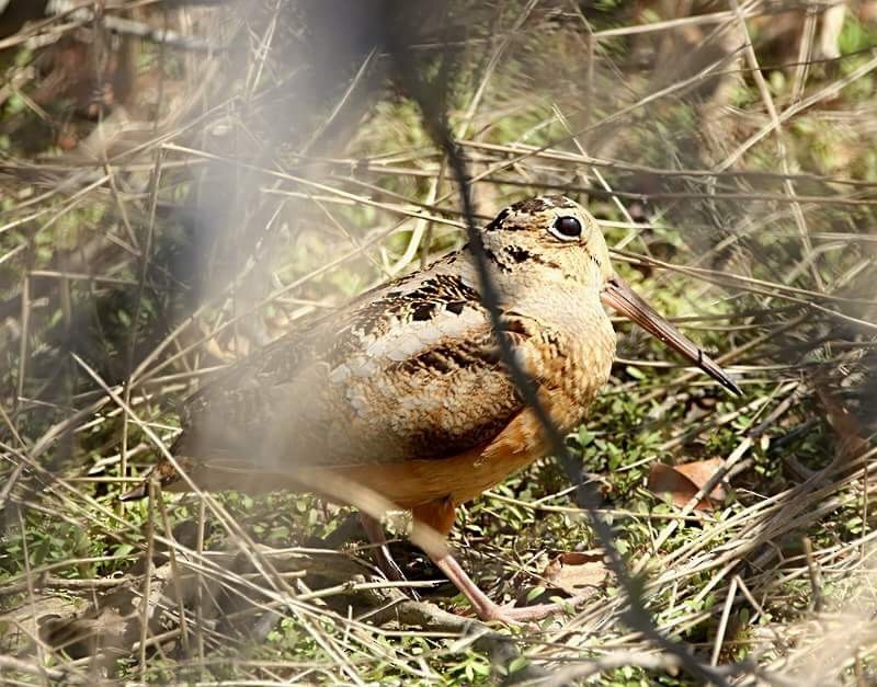 American Woodcock - ML95842271