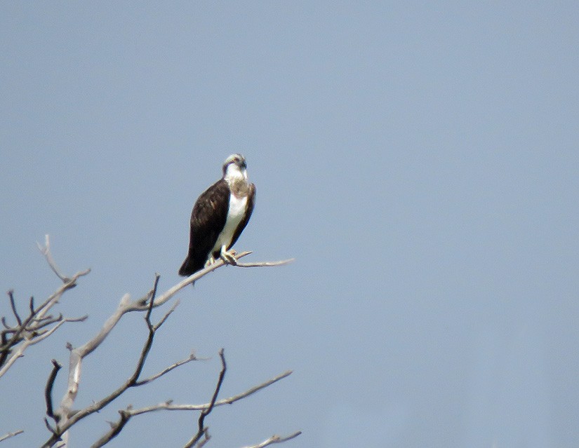 Balbuzard pêcheur - ML95842501