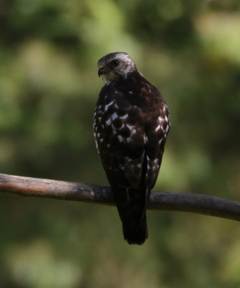 Broad-winged Hawk - ML95843121