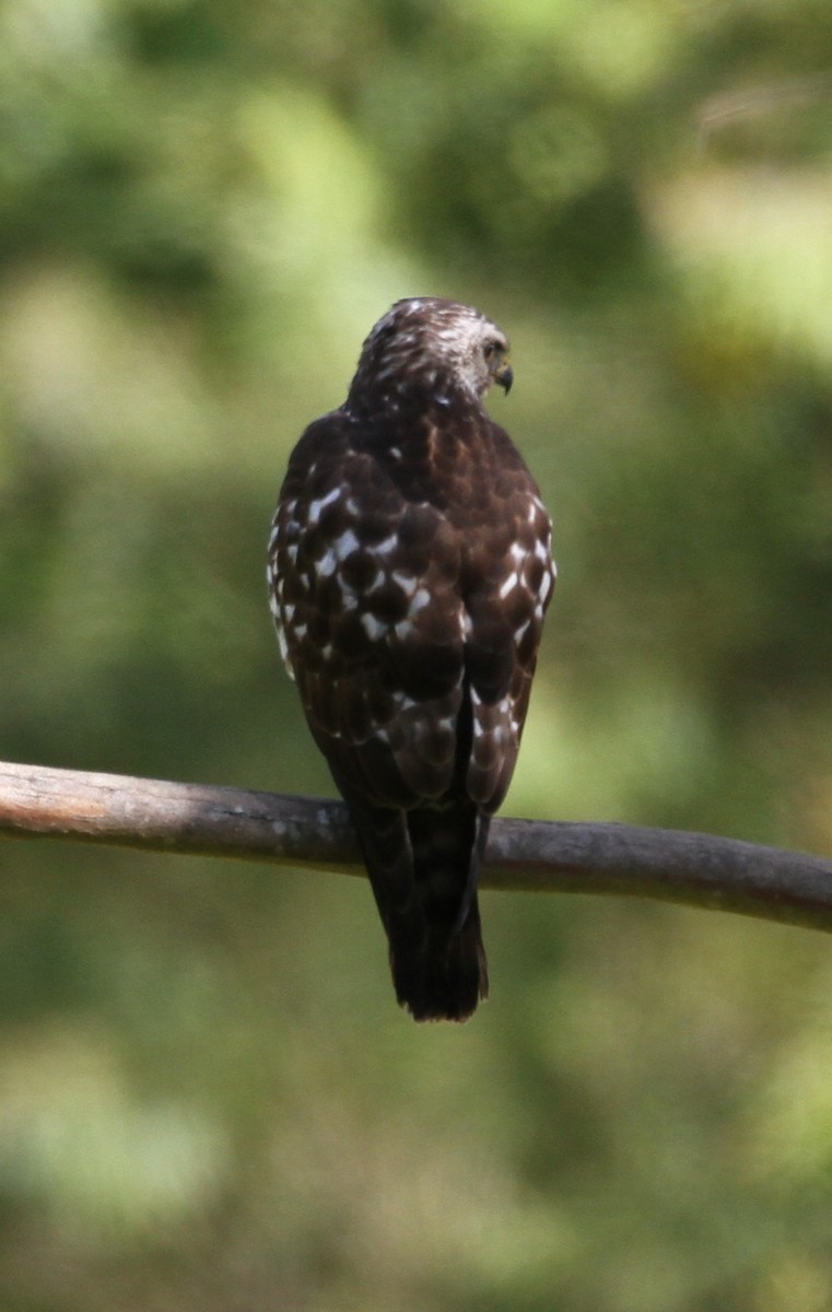 Broad-winged Hawk - ML95843171